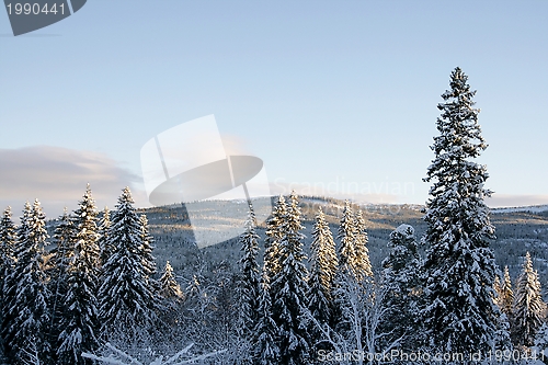 Image of Winter landscape