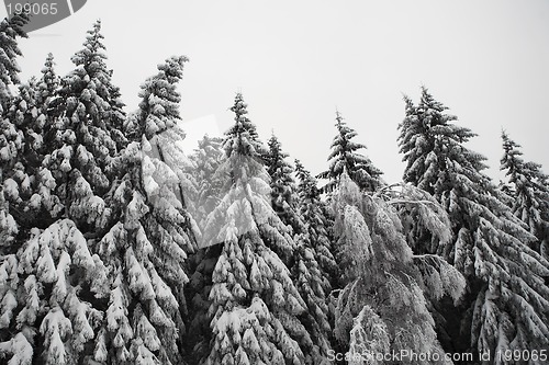 Image of Snow Landscape #10