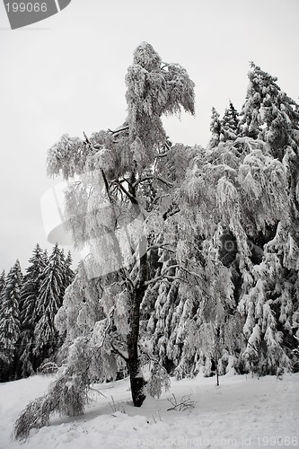 Image of Snow Landscape #11