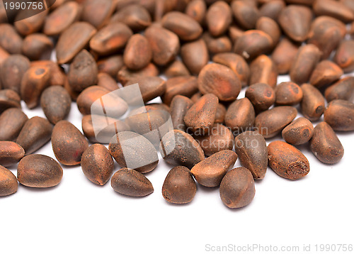 Image of cedar nuts