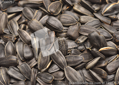 Image of sunflower seeds
