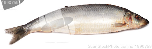 Image of herring