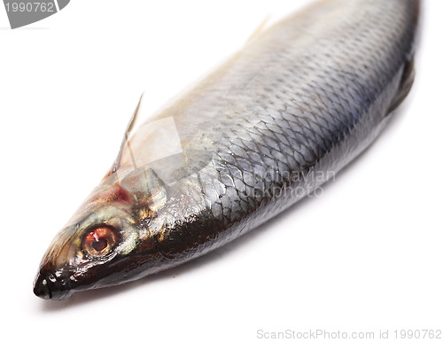 Image of herring