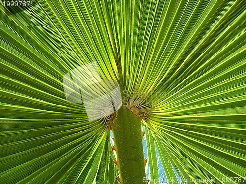 Image of Palm leaf