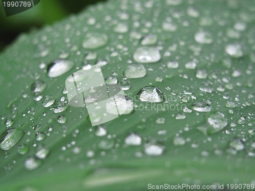 Image of Green leaf with raindrops