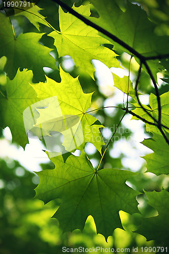 Image of Branch of green maple 