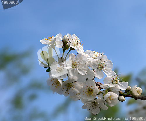 Image of Flower-bud of cherry tree