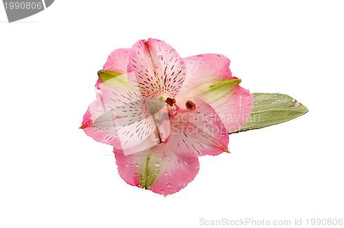 Image of Alstroemeria