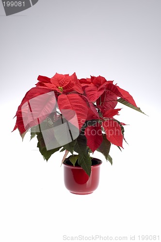 Image of poinsettia