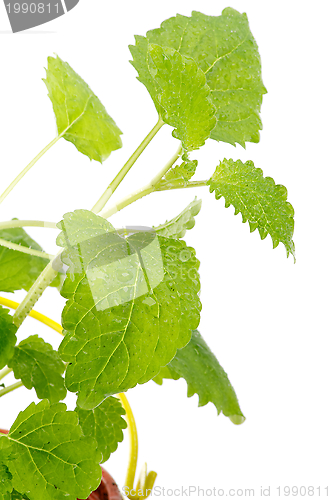 Image of Lemon-balm