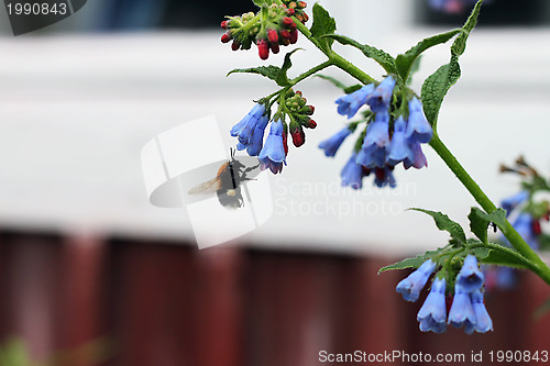 Image of flower and bee