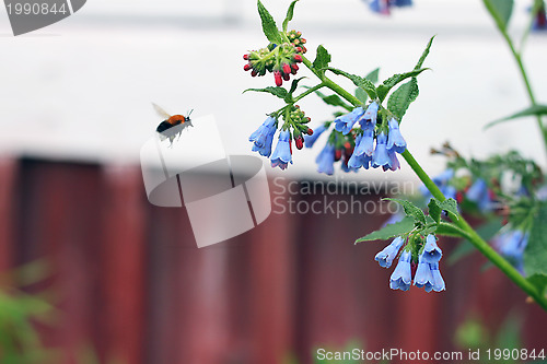 Image of flower and bee