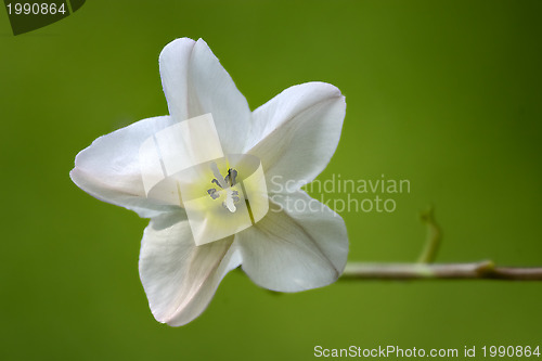 Image of silene alba in green