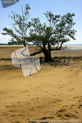 Image of branch in lokobe