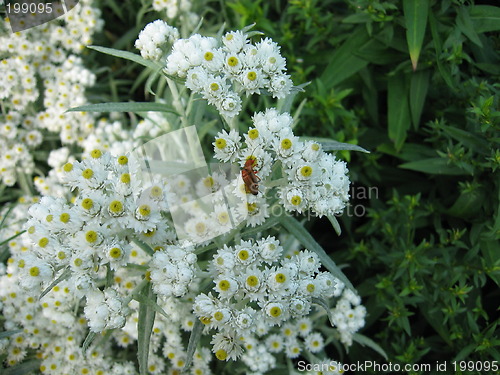 Image of white chrysantemum