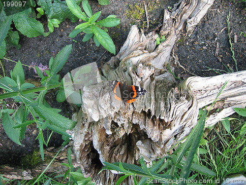 Image of butterfly on root