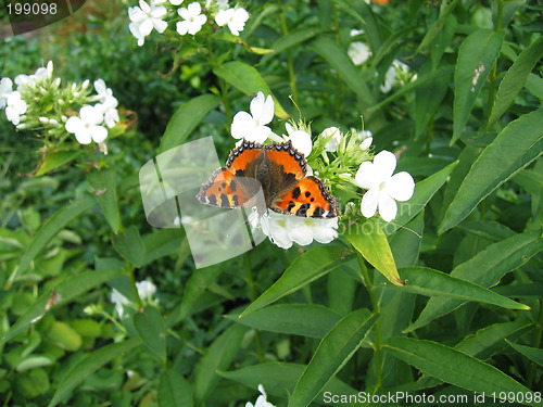 Image of orange and black butterfly