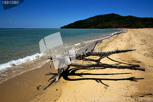 Image of lowtide and a tree