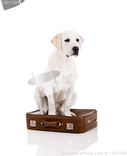 Image of Dog with a suitcase