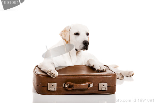 Image of Dog with a suitcase