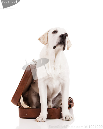 Image of Dog with a suitcase