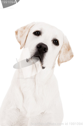 Image of Labrador Retriever