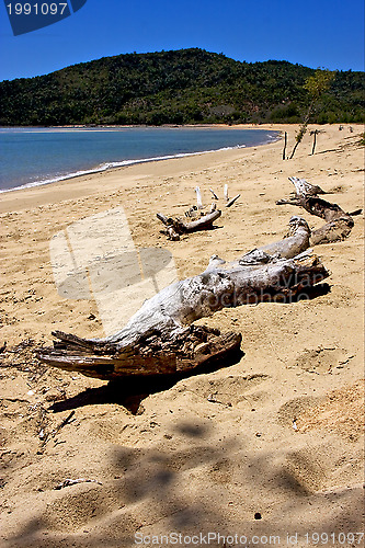 Image of bush in madagascar