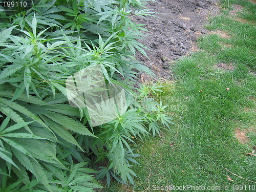 Image of weed plant