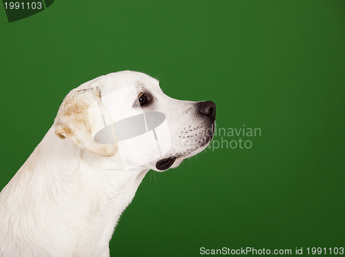 Image of Labrador Retriever
