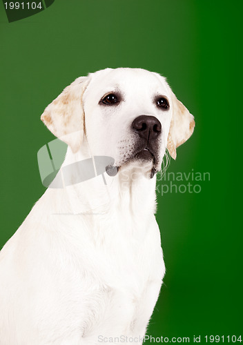 Image of Labrador Retriever