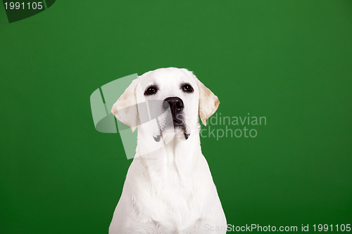 Image of Labrador Retriever