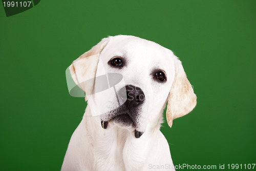 Image of Labrador Retriever