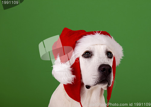 Image of Christmas Dog