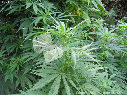 Image of weed plant