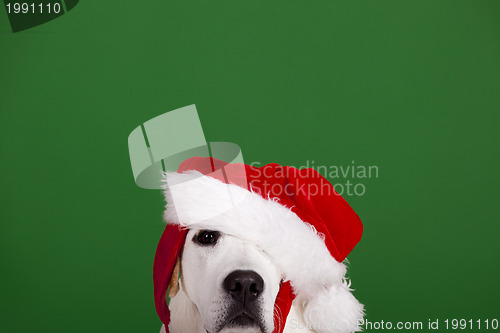 Image of Christmas Dog