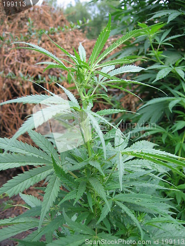 Image of weed plant