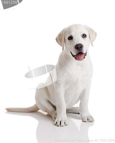 Image of Labrador puppy