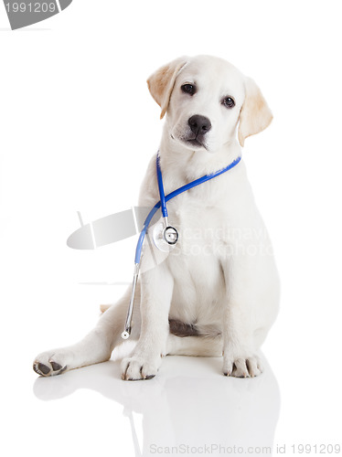 Image of Veterinarian dog