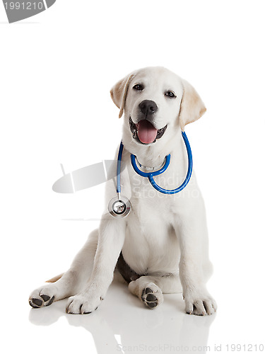 Image of Veterinarian dog