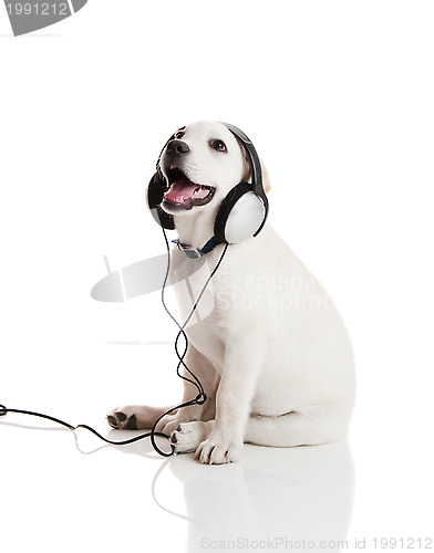 Image of Dog listening to music