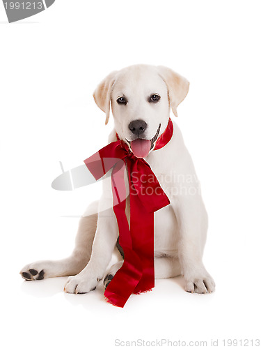 Image of Labrador Retriever Puppy