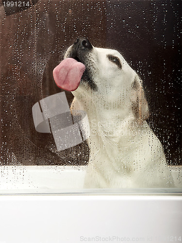 Image of Licking the glass