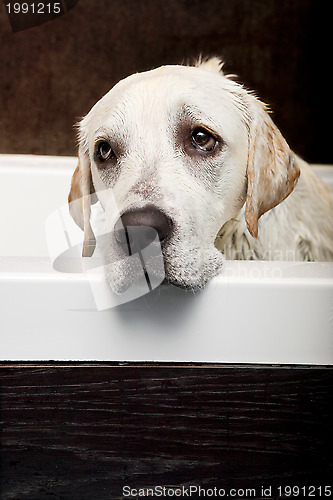 Image of Wet Dog