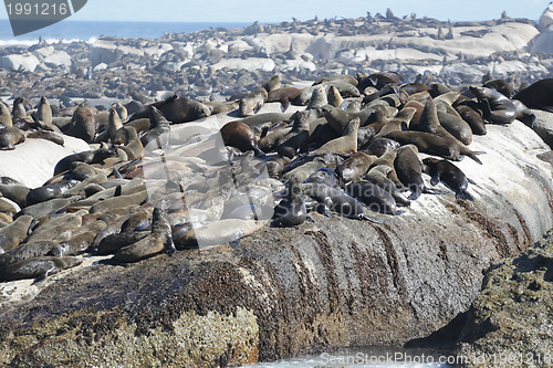 Image of Sunning seals