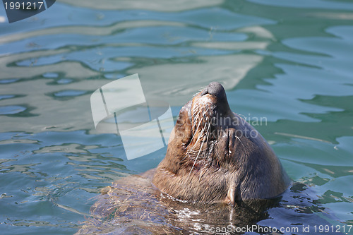 Image of Sunning seal