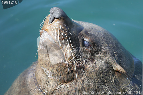 Image of Sunning seal