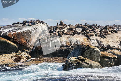 Image of Sunning seals