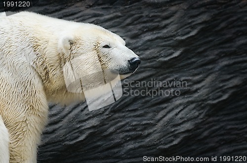 Image of Polar Bear