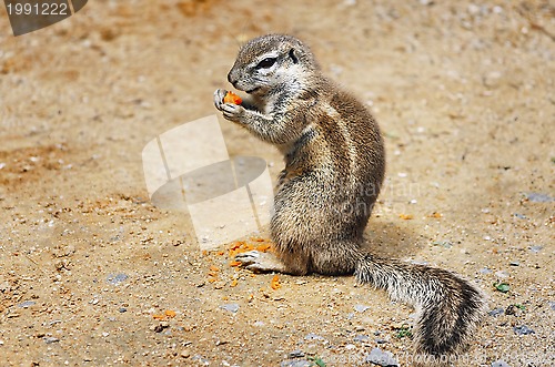 Image of Ground Squirrel 