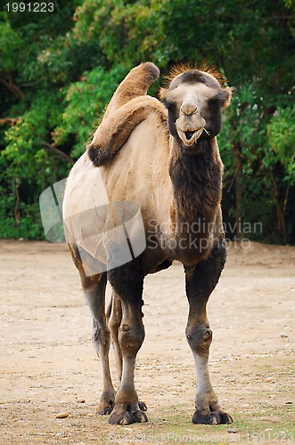 Image of Camel